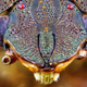 Image for article titled These Cthulhu-esque photos will change the way you look at stink bugs